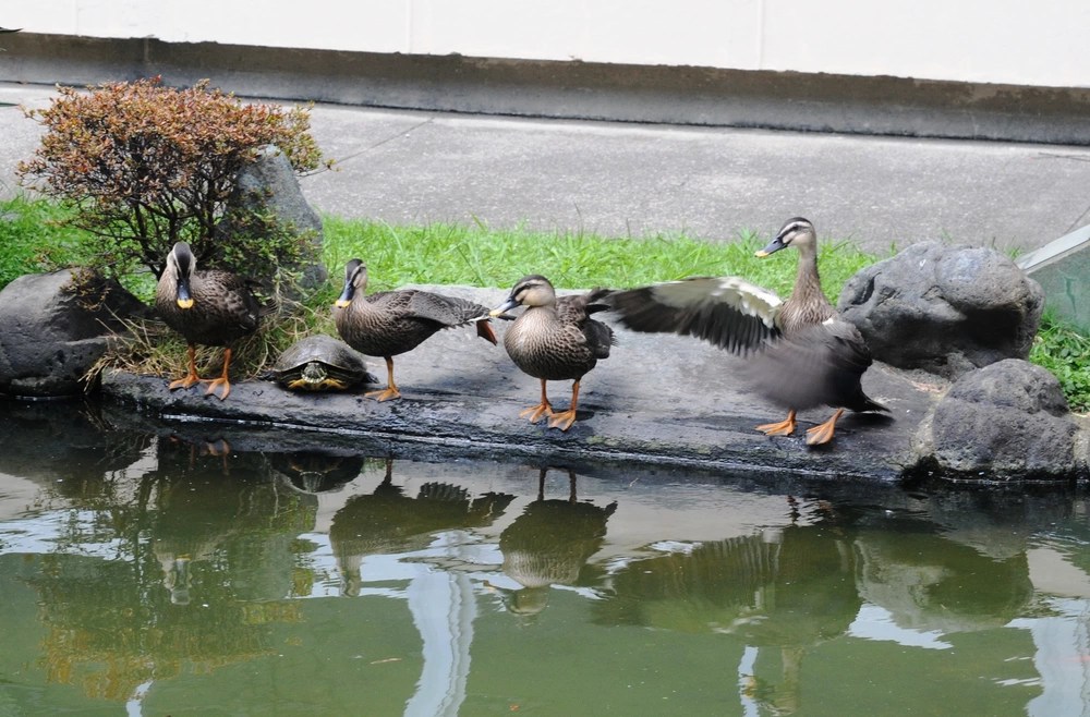 What are Navy SEAL 'duck' insertions and which one would you prefer?