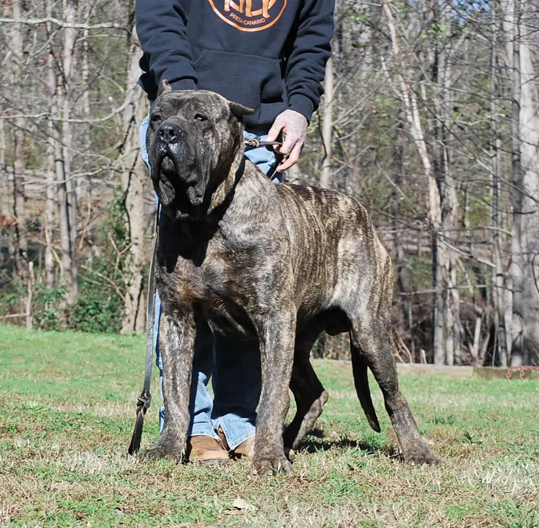 Sanders Mega Sanders Kennels