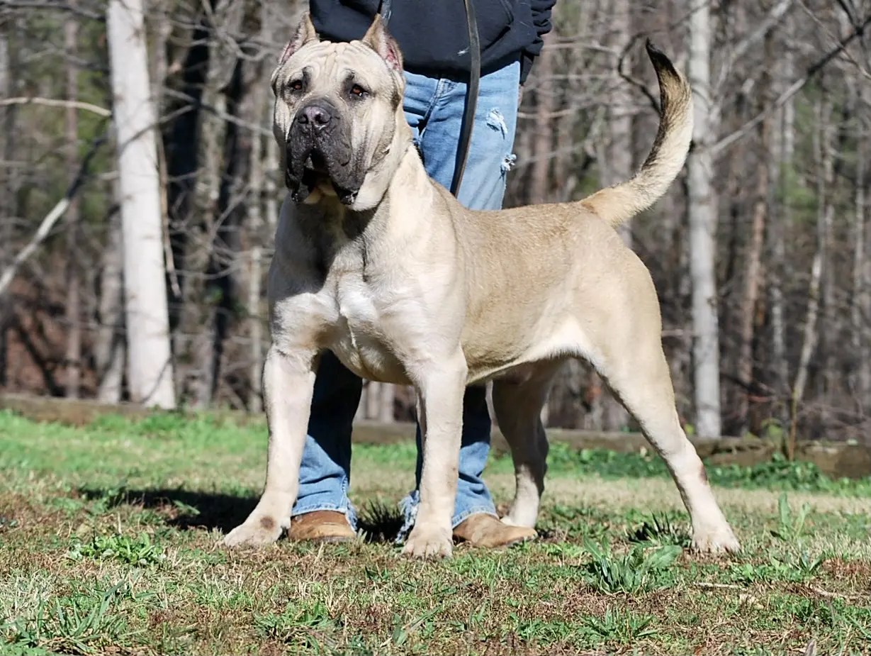 Presa Canario Puppies for Sale in Alpharetta GA Sanders Kennels