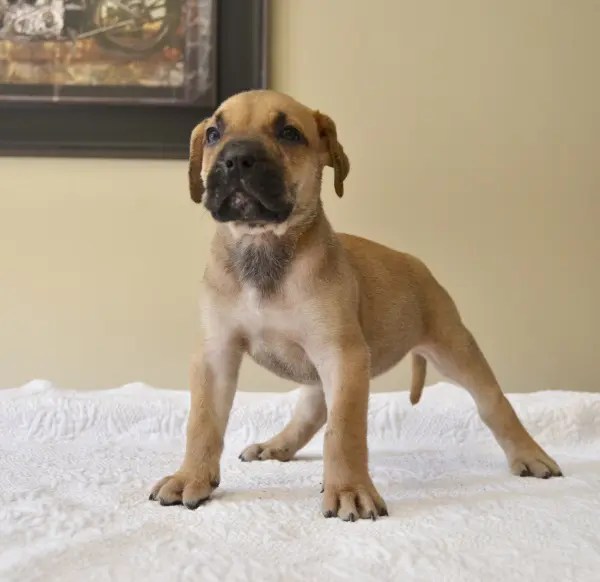 Available Puppies Sanders Kennels