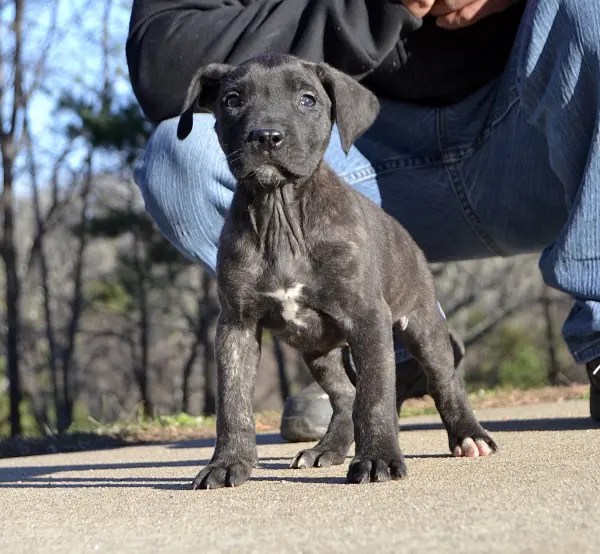 Presa Canario Puppies for Sale in Alpharetta GA & Nationwide Sanders