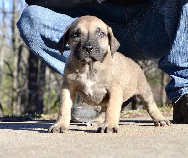 Presa Canario Puppies for Sale in Alpharetta GA & Nationwide Sanders