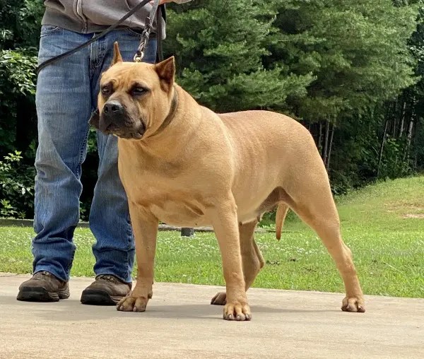 Dam Presa Canario Breeder & Dogs for Breeding in Sanders Kennels