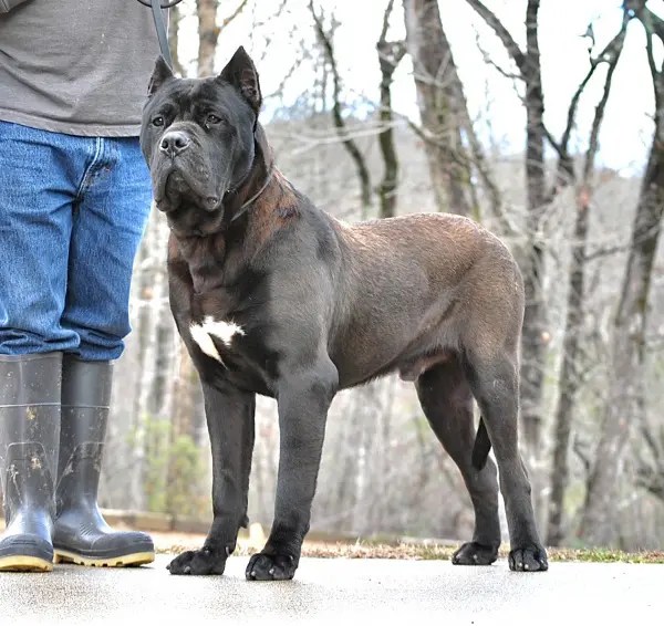 Presa Canario Puppies for Sale in Alpharetta GA Sanders Kennels