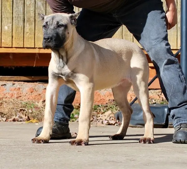 Sanders Bronson and Sanders Lea Female 2 Sanders Kennels