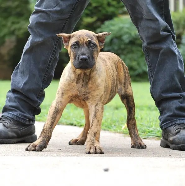 Presa Canario Puppies for Sale in Alpharetta GA Sanders Kennels