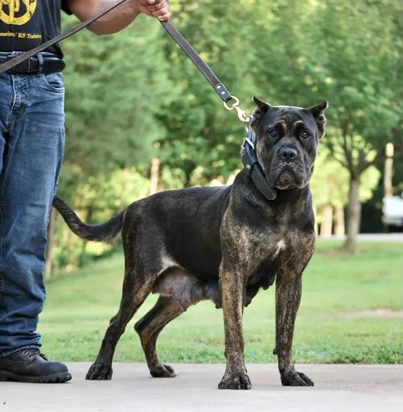 Dam Presa Canario Breeder & Dogs for Breeding in Sanders Kennels