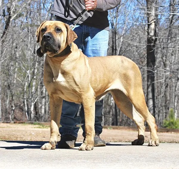 Dam Presa Canario Breeder & Dogs for Breeding in Sanders Kennels