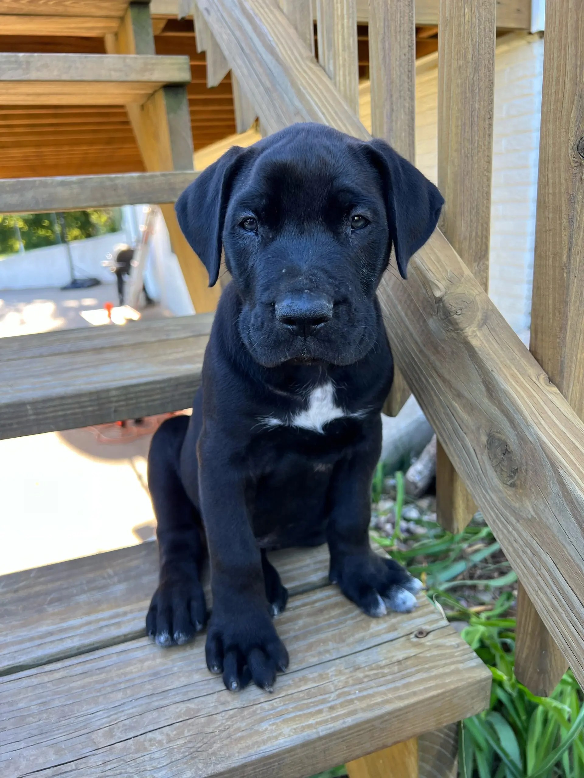 Sanders Bouncer and Sanders Sasha Male 1 Sanders Kennels