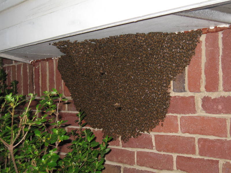 The swarm flies Sandhurst BeesSandhurst Bees