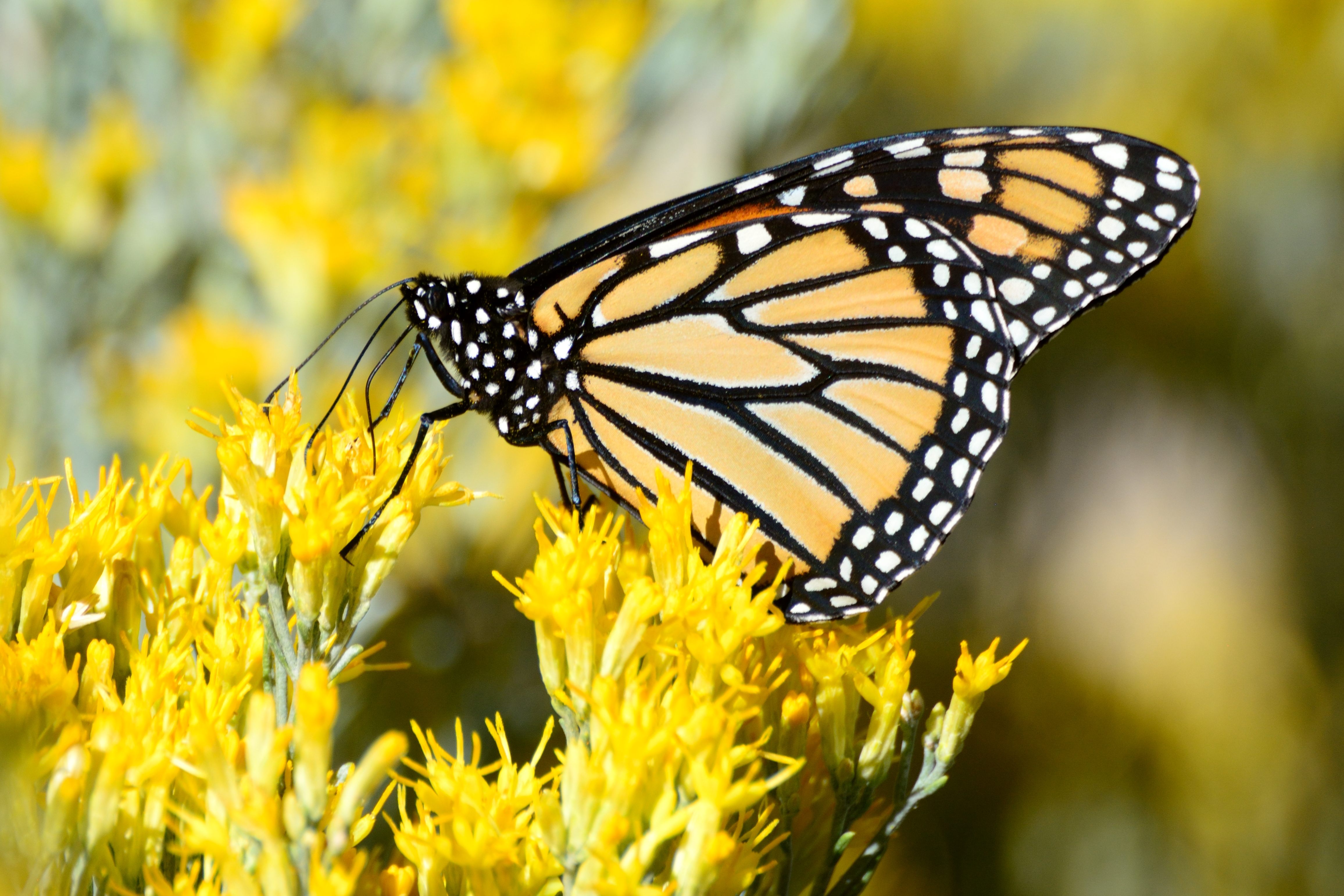 New Mexico Butterflies