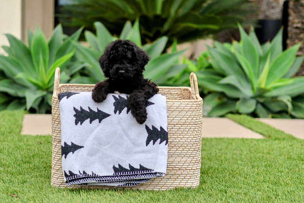 What Is A Good Size Crate For A Goldendoodle Puppy at Leonel Clark blog