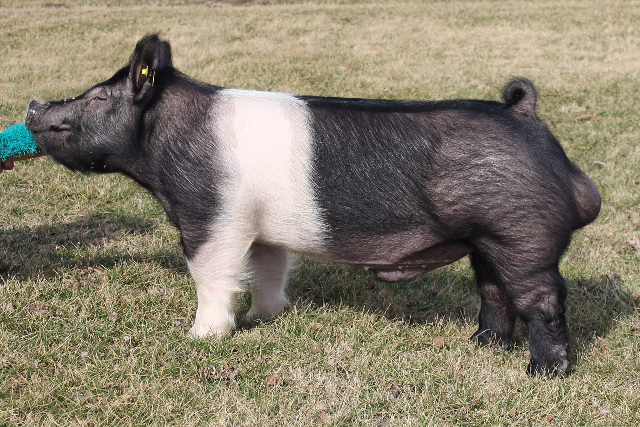 S&K Showpigs