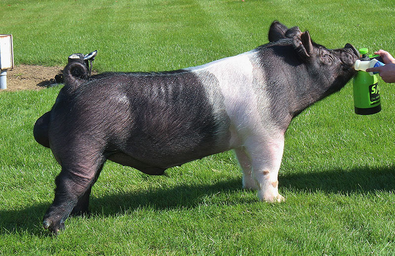 S&K Showpigs