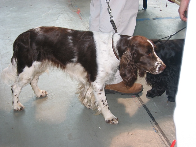 WorkingCocker.de » English Springer