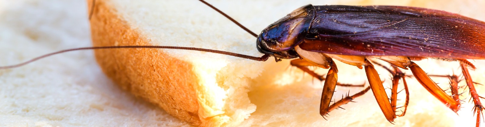 How Do Cockroaches Get Into Homes in Honolulu, HI? Sandwich Isle