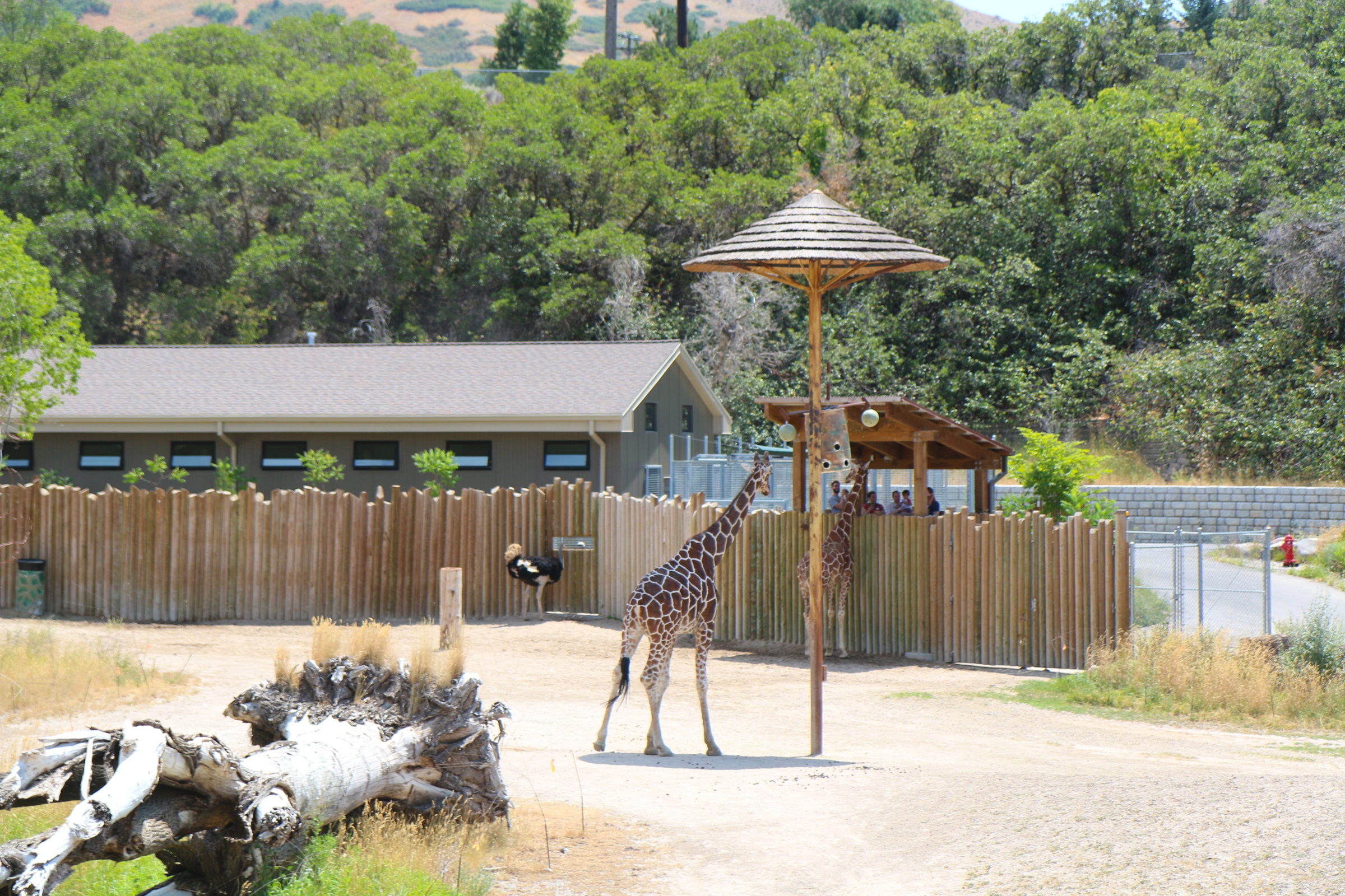 7 Tips For A Successful Zoo Trip With Little Kids SandyALaMode