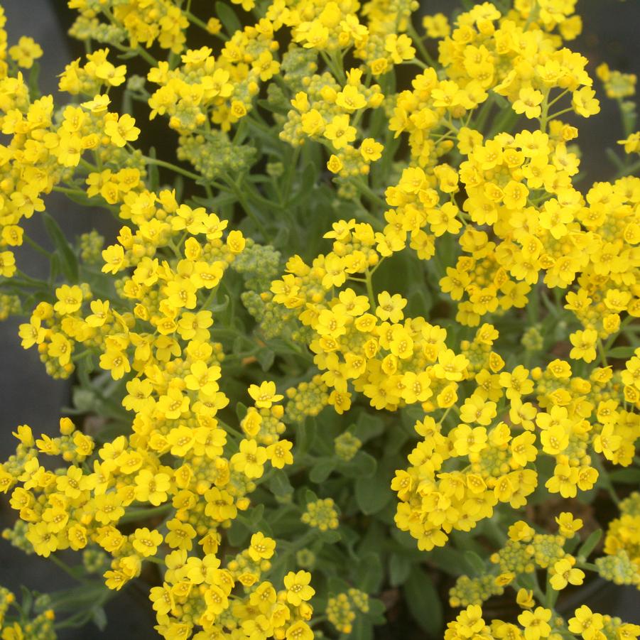 Alyssum saxatile Basket of Gold from Sandy's Plants