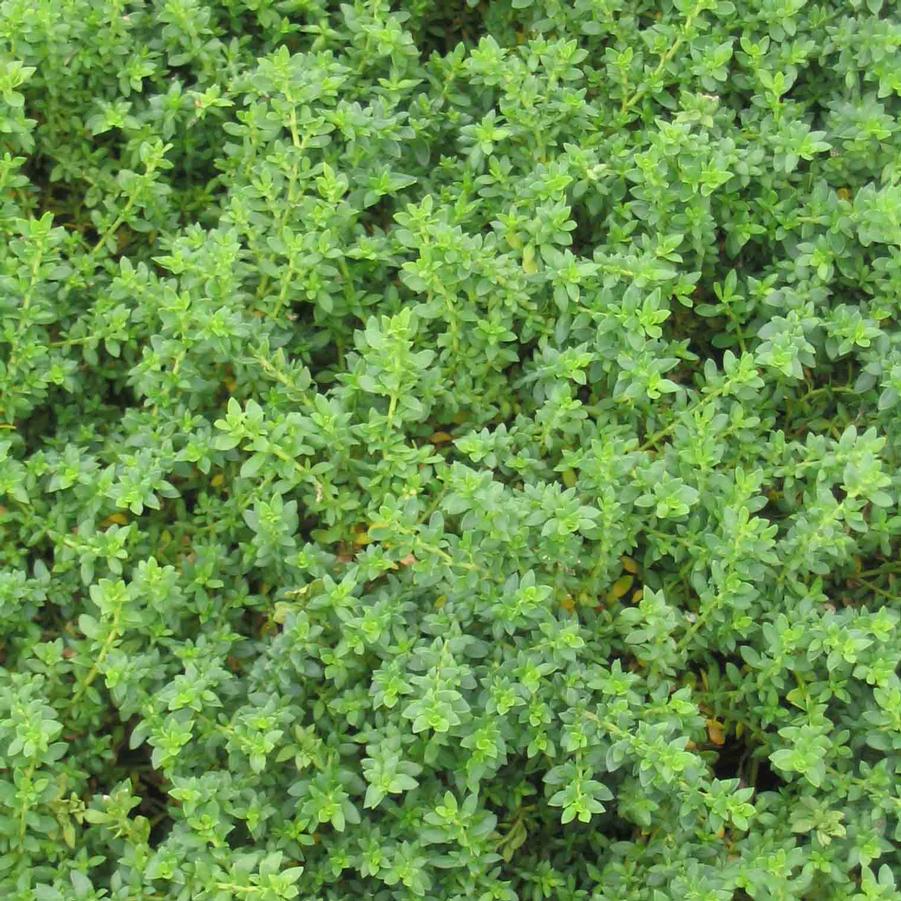 Herniaria glabra Rupturewort (Green Carpet) from Sandy's Plants