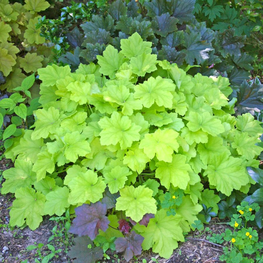 Heuchera villosa 'Citronelle' Coral Bells from Sandy's Plants