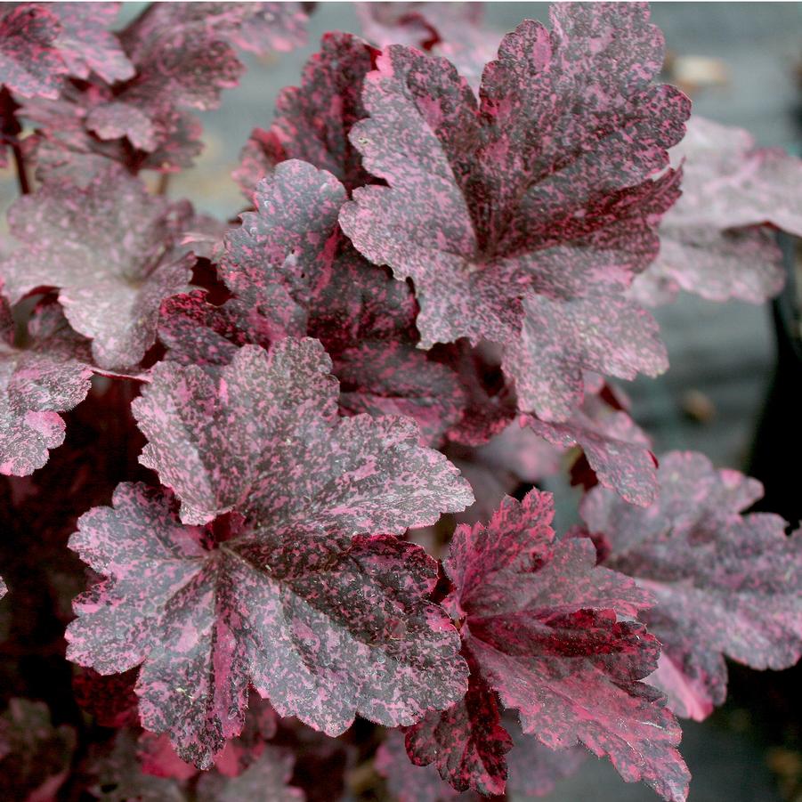 Heuchera 'Midnight Rose' Coral Bells from Sandy's Plants