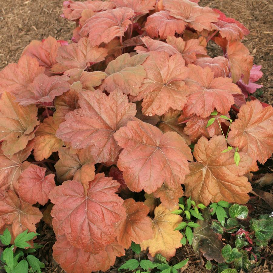 Heuchera villosa 'Southern Comfort' Coral Bells from Sandy's Plants