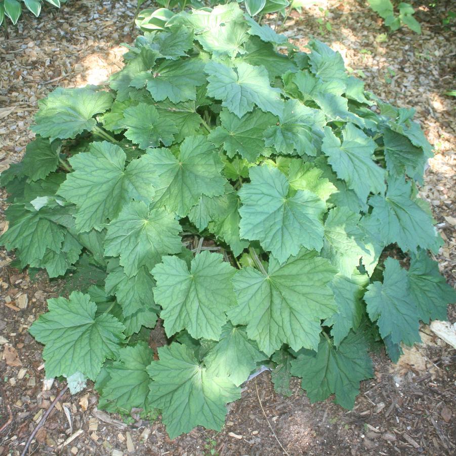 Heuchera villosa 'Autumn Bride' Coral Bells from Sandy's Plants