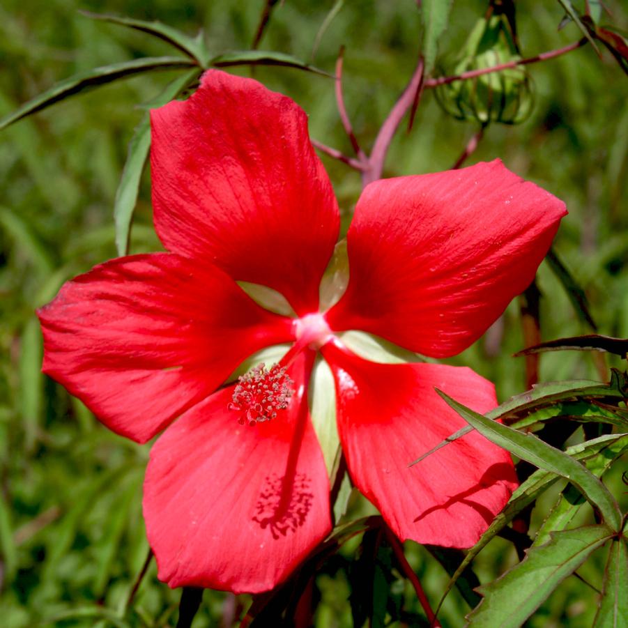Hibiscus coccineus Hardy Hibiscus from Sandy's Plants