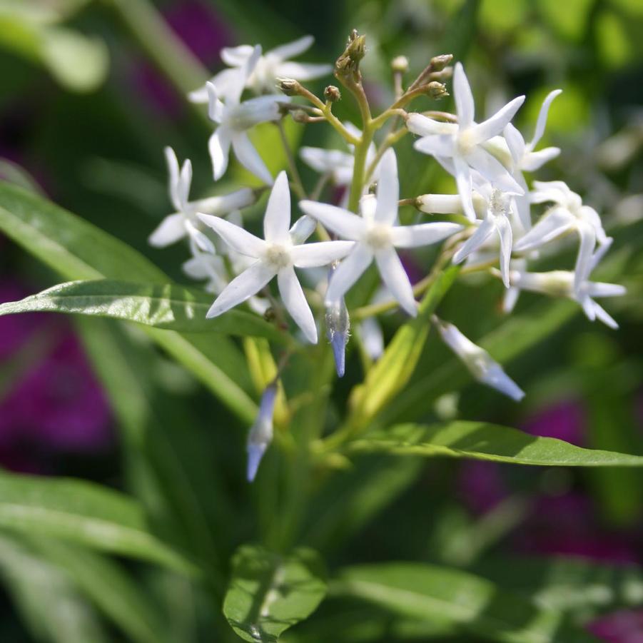 Amsonia illustris Shining Blue Star / Ozark Blue Star from Sandy's Plants