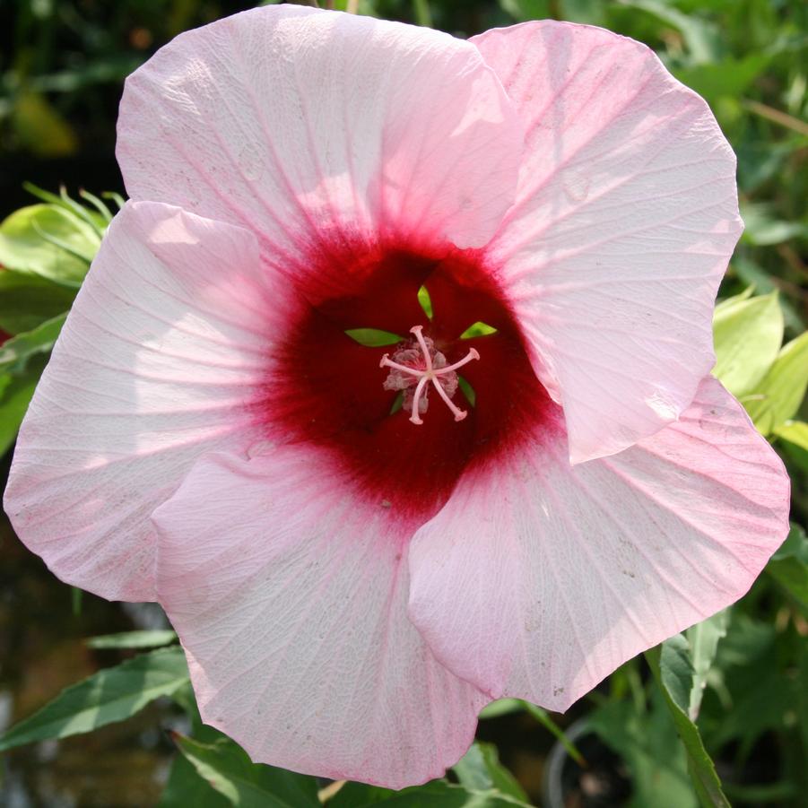 Hibiscus moscheutos 'Lady Baltimore' Hardy Hibiscus from Sandy's Plants