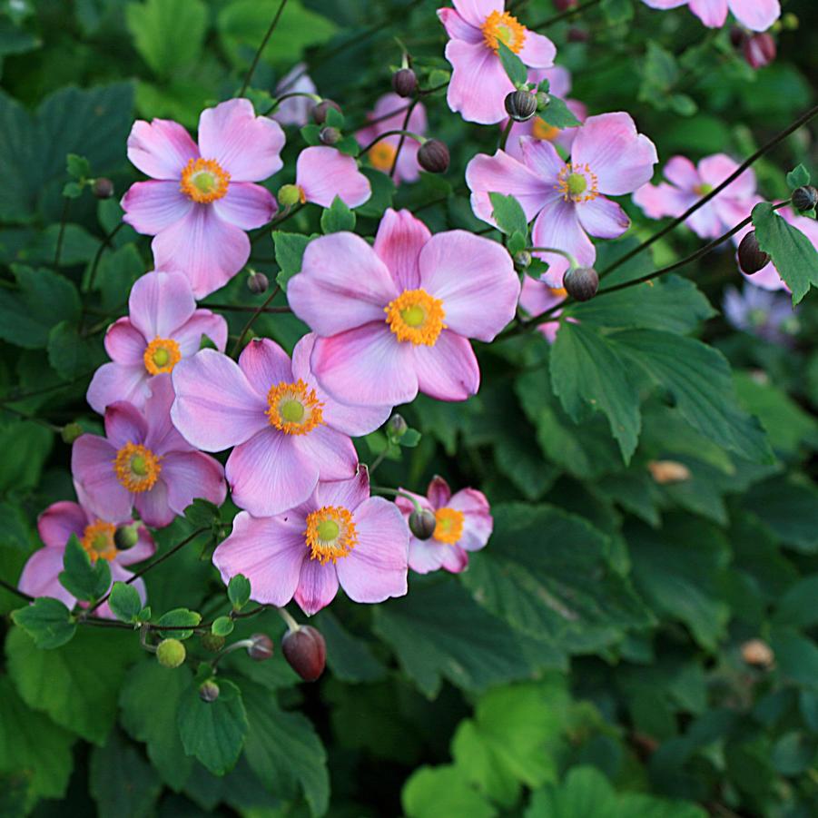 Anemone 'September Charm' Japanese Anemone from Sandy's Plants