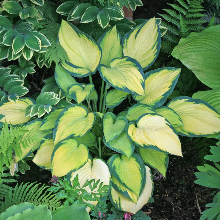 Hosta Orange Marmalade Sandy's Plants