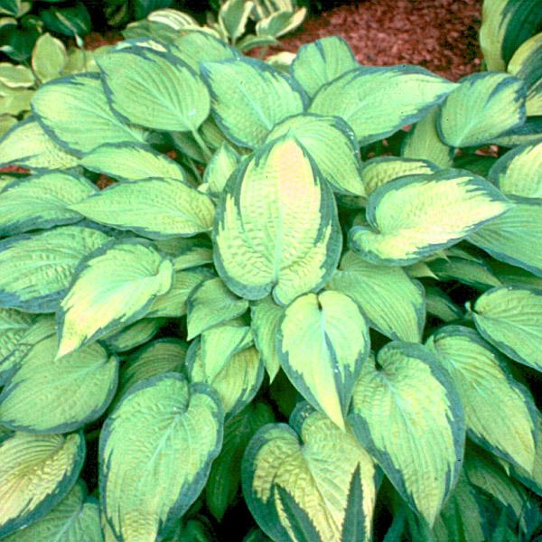 Hosta 'Paul's Glory' Plantain Lily from Sandy's Plants
