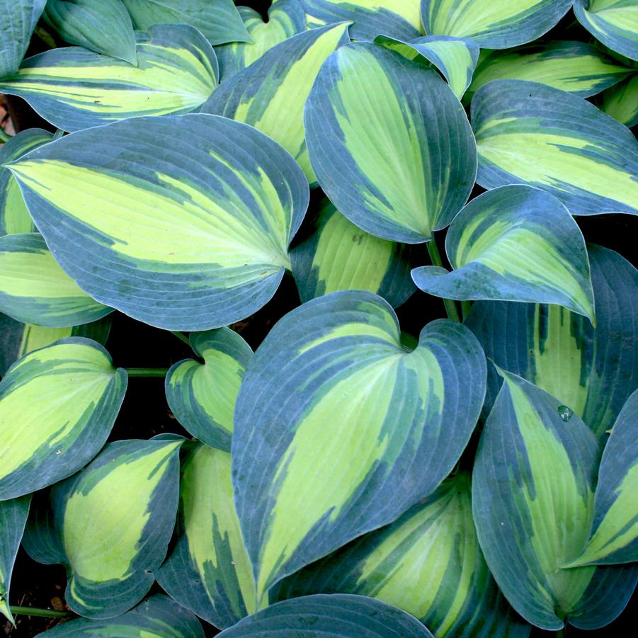 Hosta Touch of Class Sandy's Plants