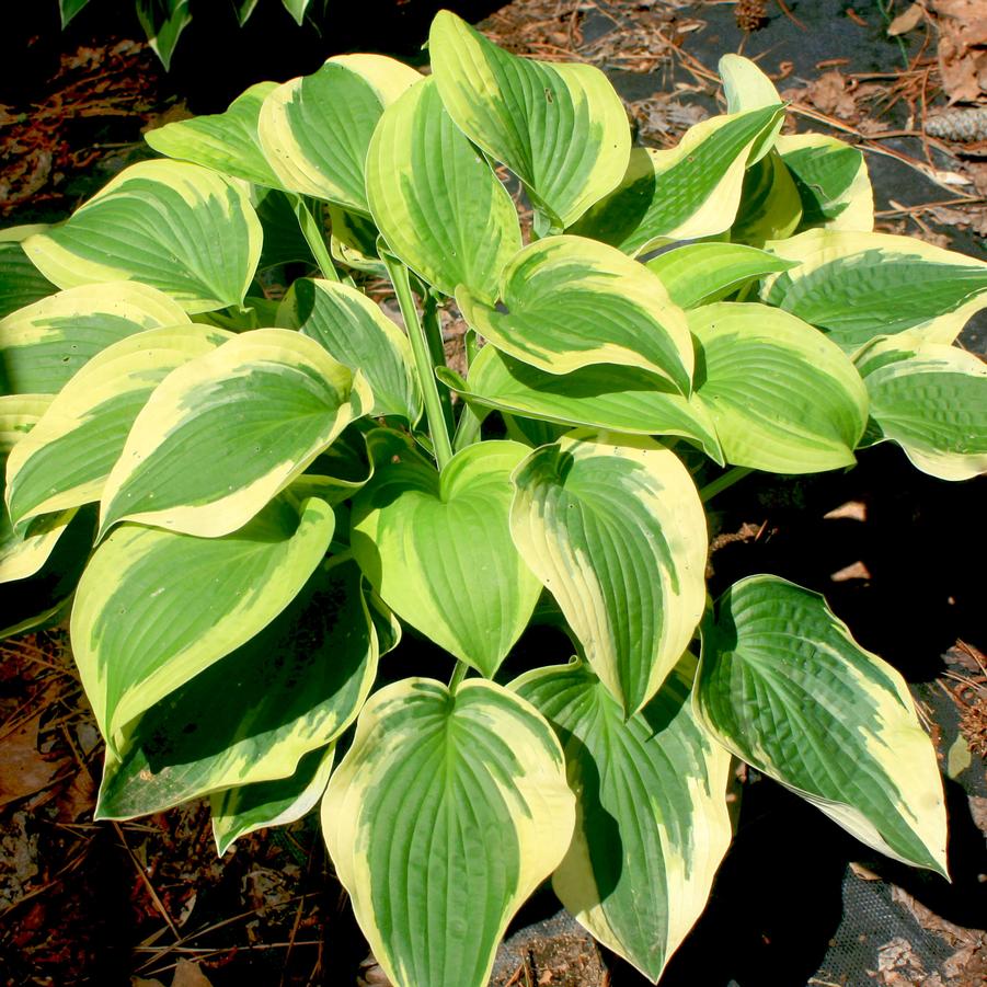 Hosta 'Wide Brim' Hosta / Plantain Lily from Sandy's Plants