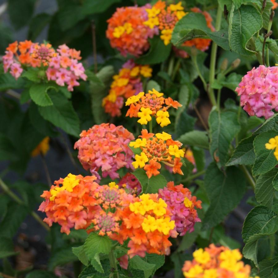 Lantana camara 'Miss Huff' Lantana from Sandy's Plants