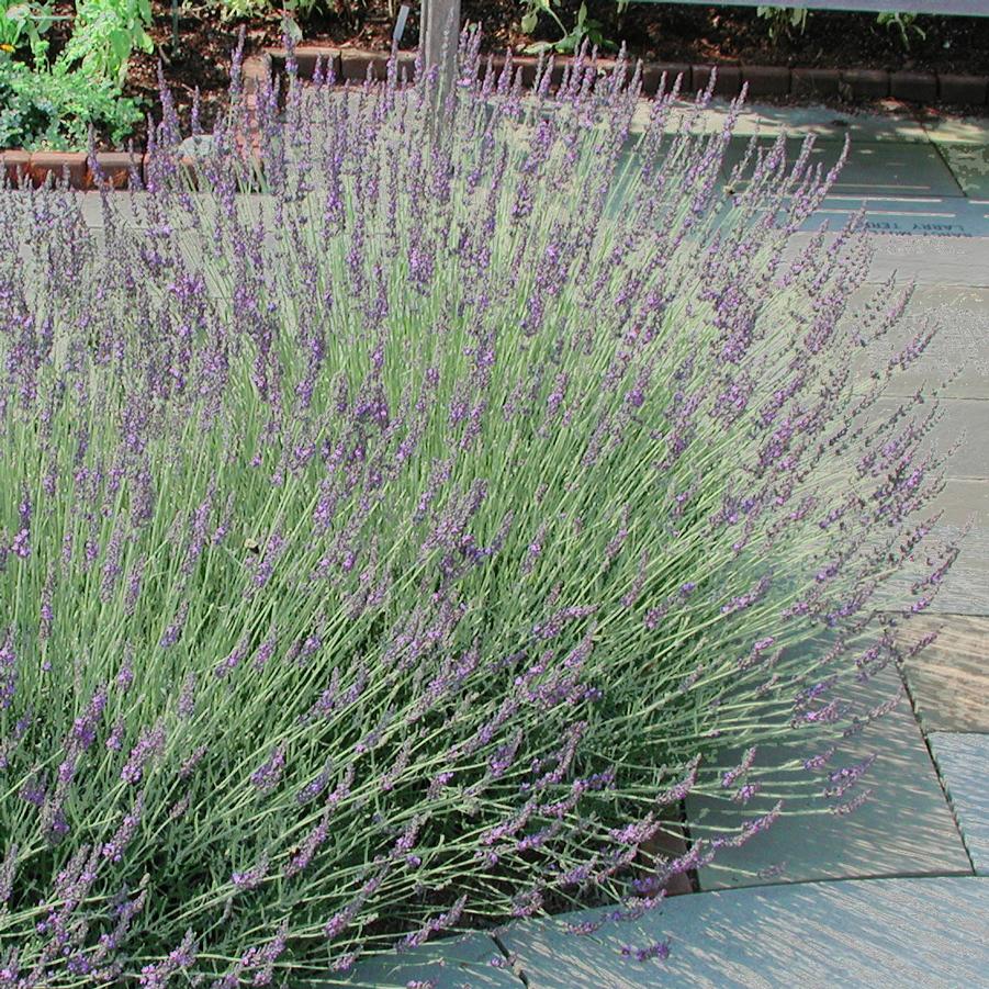 Lavandula intermedia 'Grosso' Lavender from Sandy's Plants