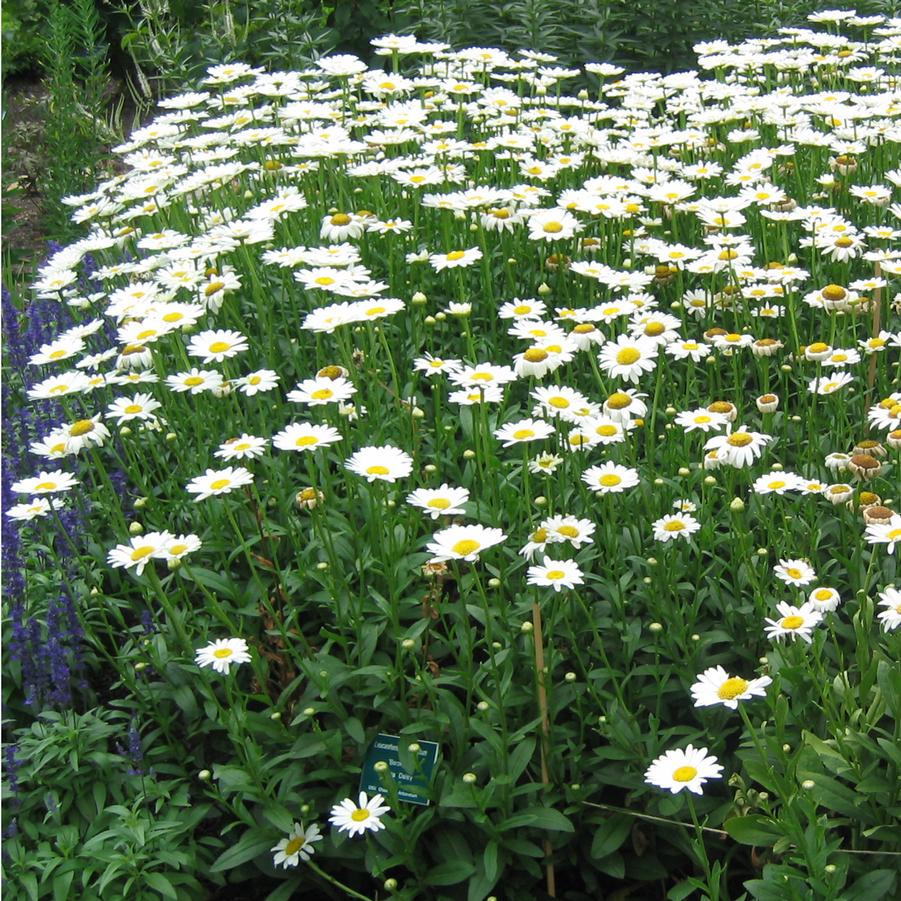 Leucanthemum superbum 'Becky' Shasta Daisy from Sandy's Plants