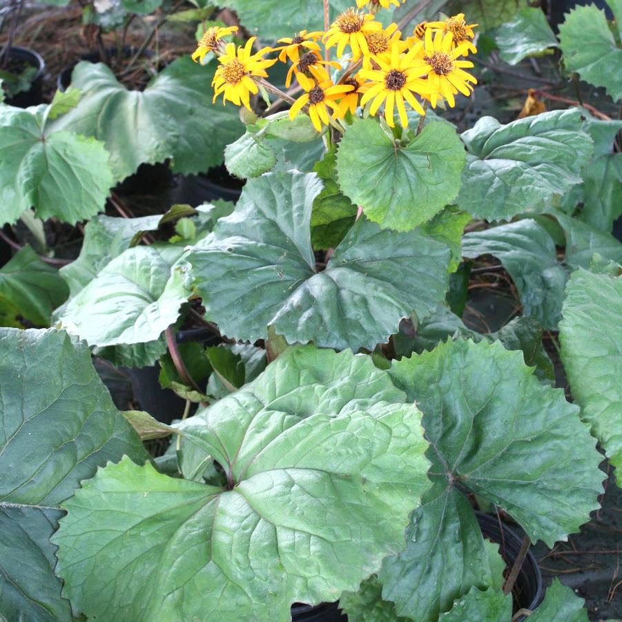 Ligularia (Farfugium) dentata Desdemona Sandy's Plants
