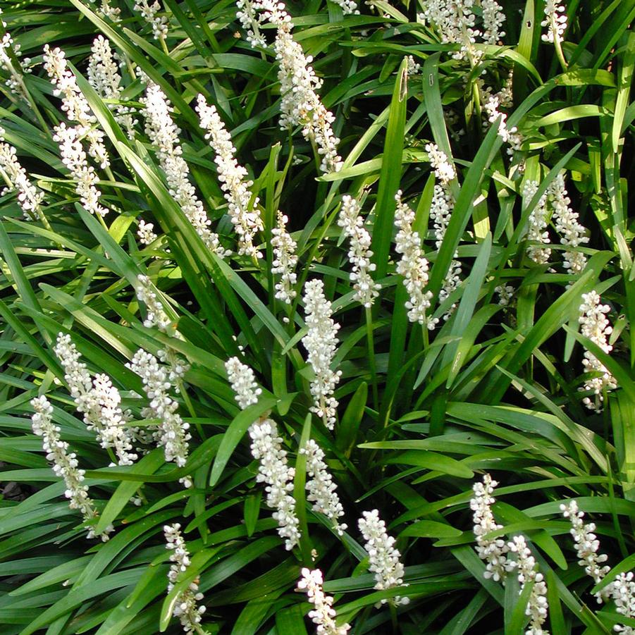 Liriope muscari Monroe's White Sandy's Plants