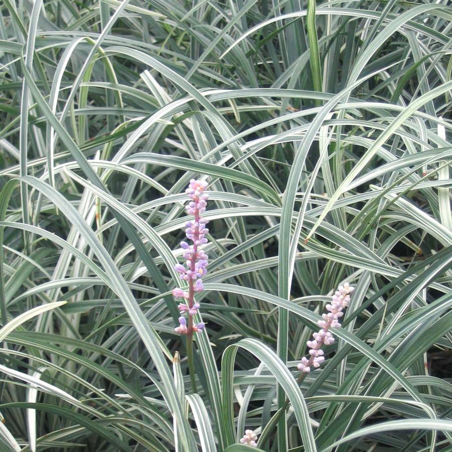 Liriope spicata 'Silver Dragon' Creeping Lilyturf from Sandy's Plants