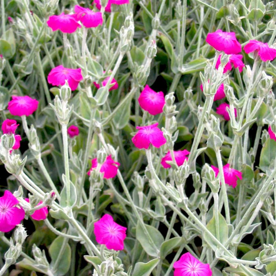 Lychnis coronaria Rose Campion from Sandy's Plants