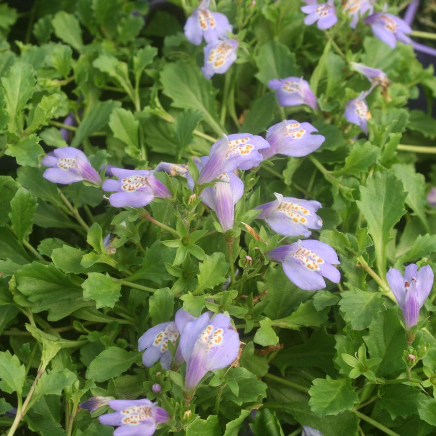 Mazus reptans Sandy's Plants