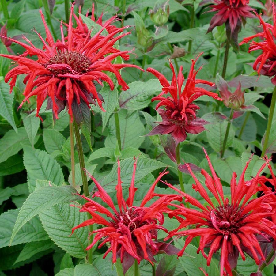 Monarda didyma 'Jacob Cline' Bee Balm from Sandy's Plants