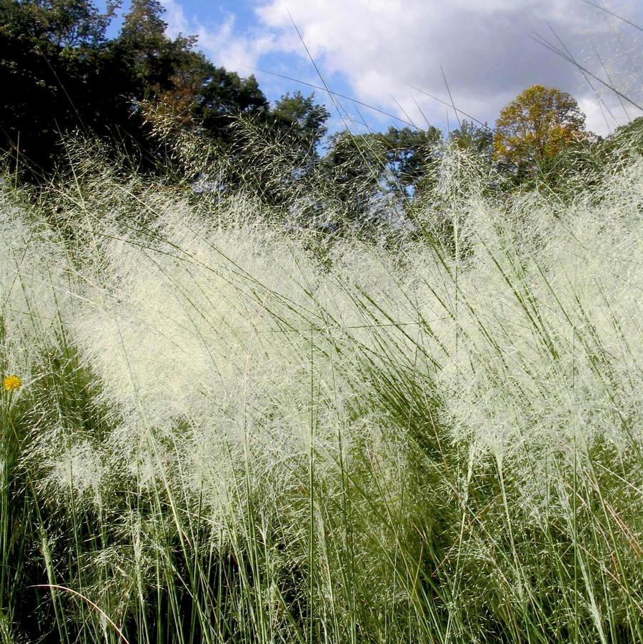 Muhlenbergia capillaris 'White Cloud' Muhly Grass from Sandy's Plants