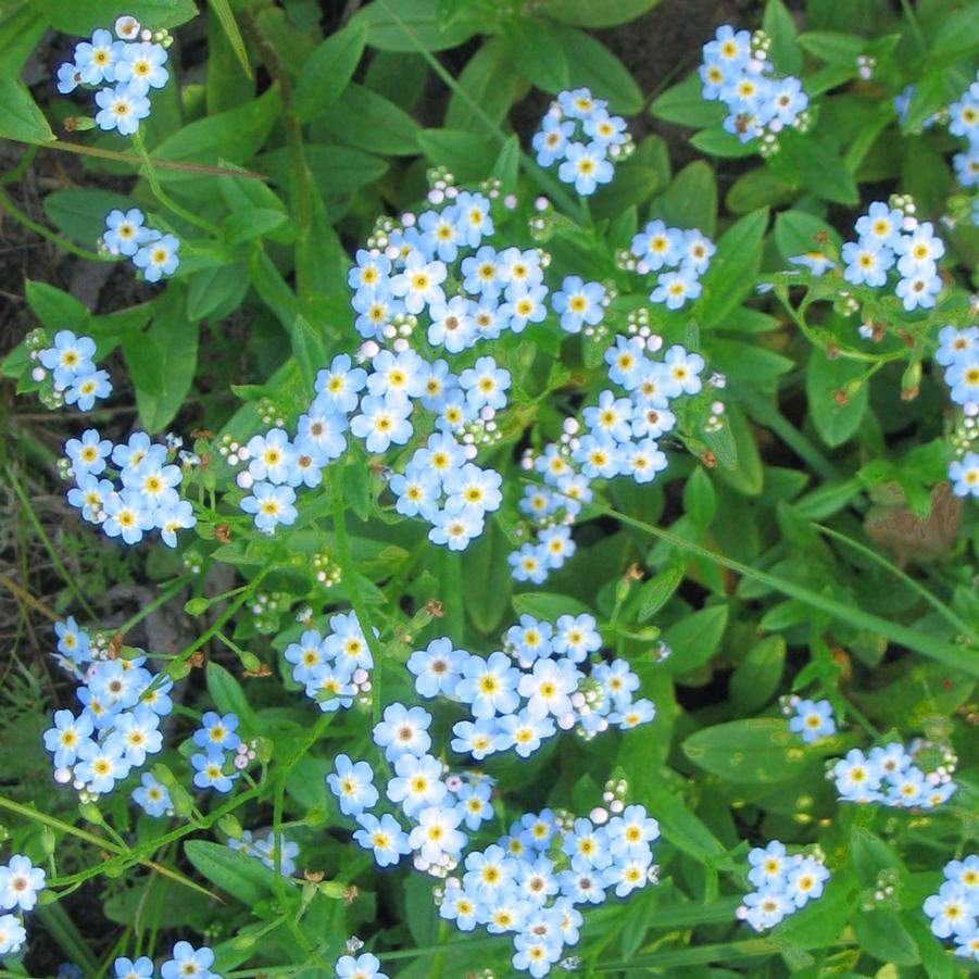 Myosotis palustris Sandy's Plants