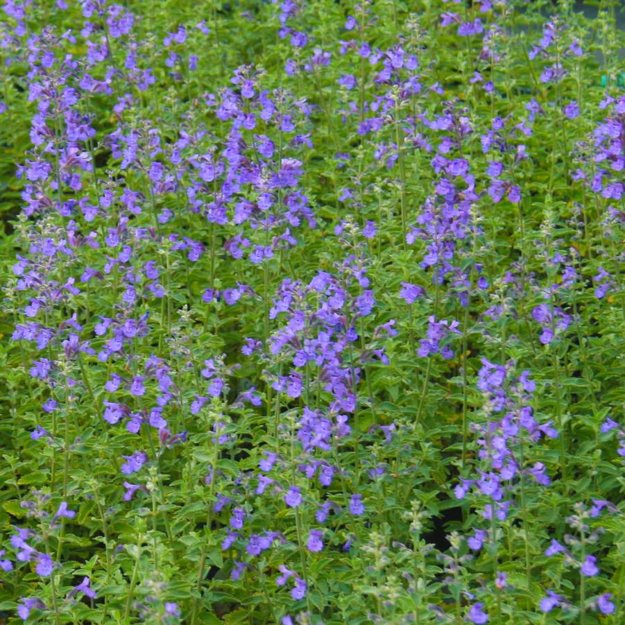 Nepeta x faassenii 'Dropmore' Catmint from Sandy's Plants