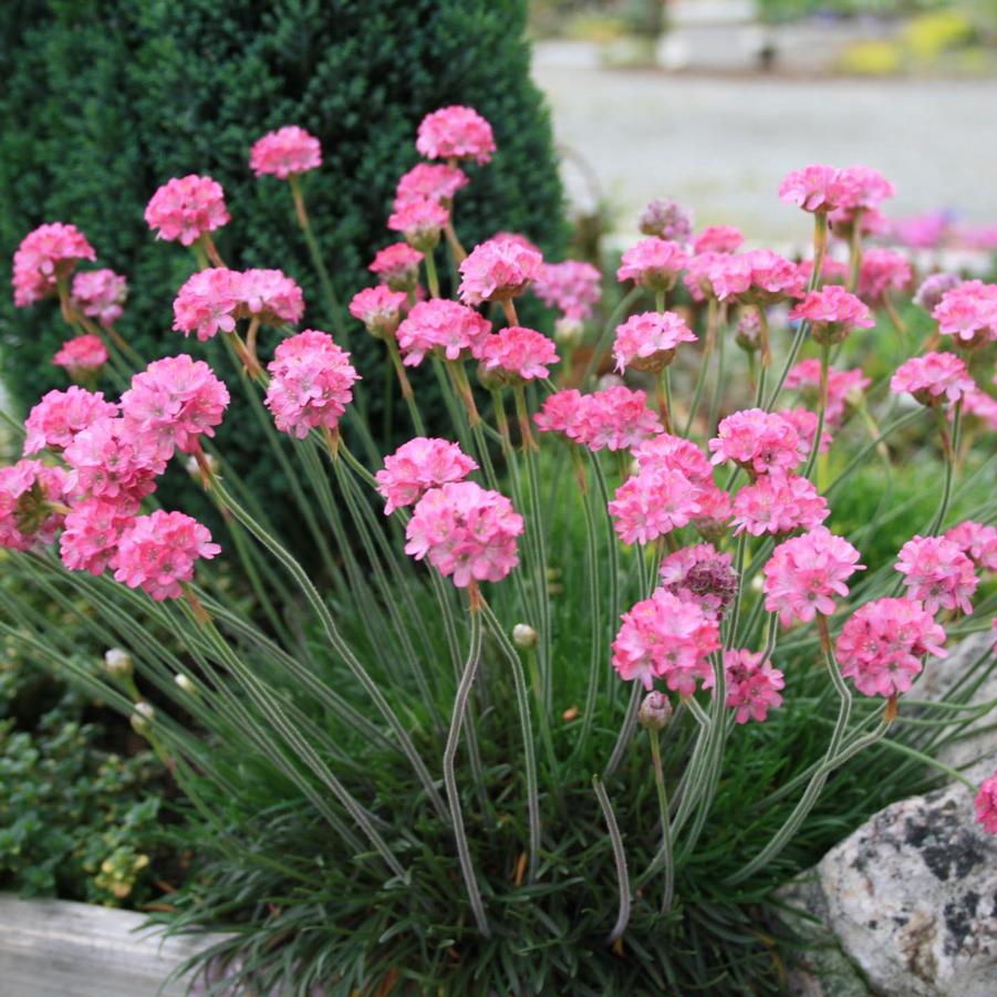 Armeria maritima 'Rubrifolia' Sea Thrift from Sandy's Plants