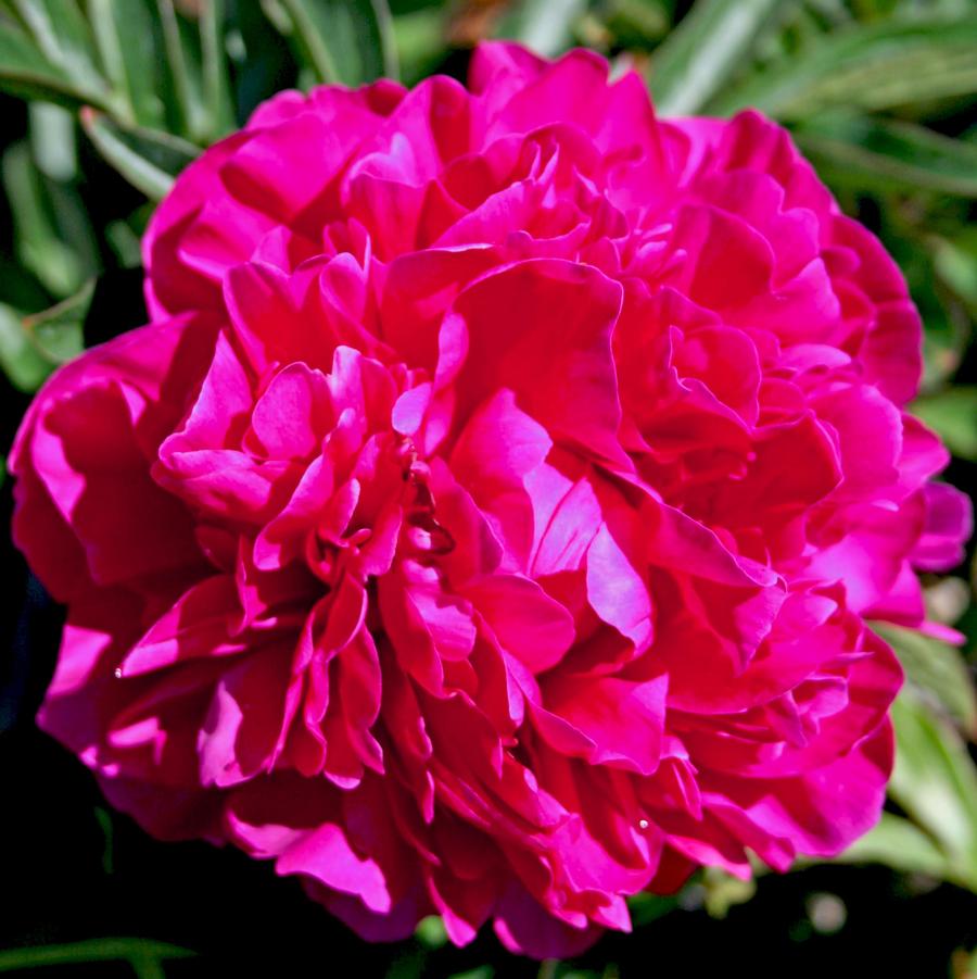 Paeonia lactiflora 'Kansas' Peony from Sandy's Plants