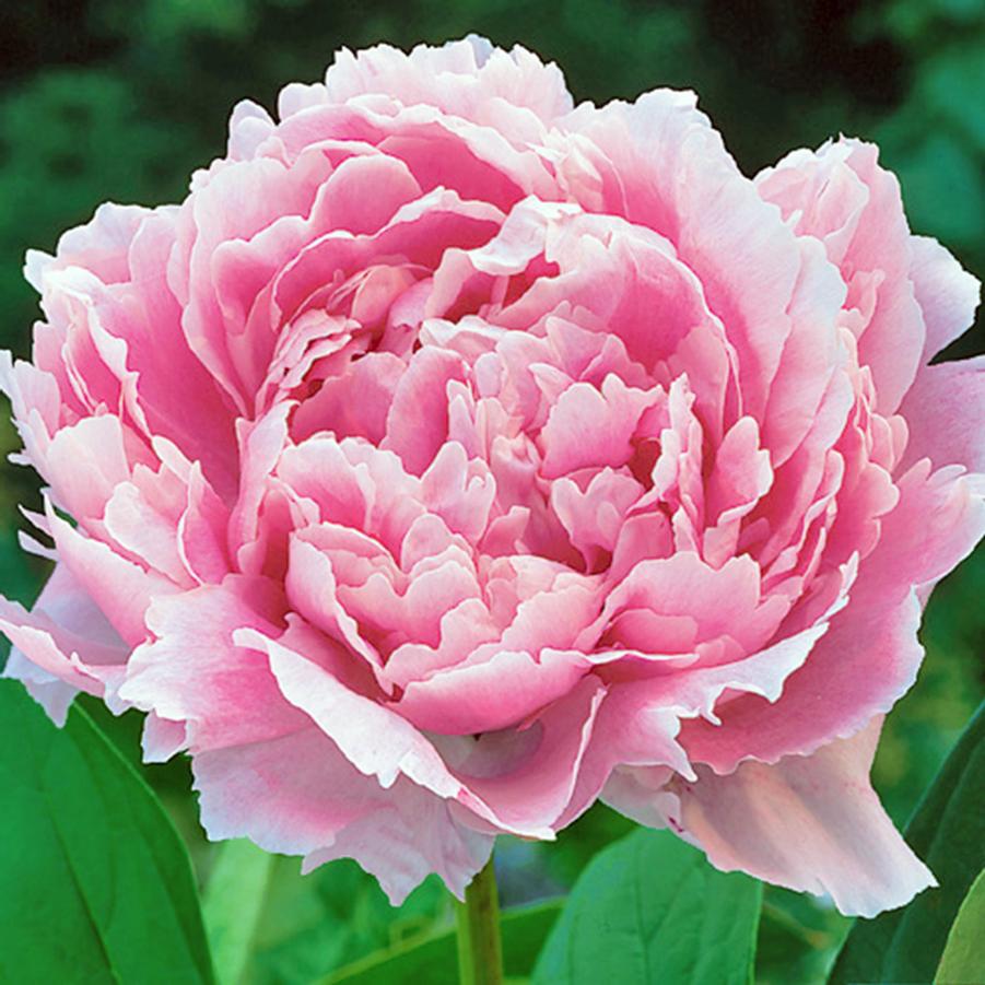 Paeonia lactiflora 'Sarah Bernhardt' Peony from Sandy's Plants